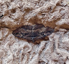 Zaleops umbrina