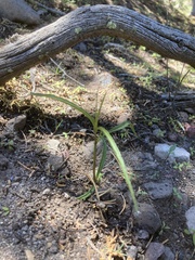 Mirabilis linearis linearis