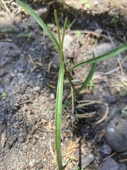 Mirabilis linearis linearis