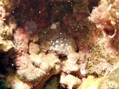 Leptastrea purpurea