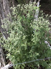 Eupatorium godfreyanum