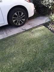 Lampropeltis polyzona