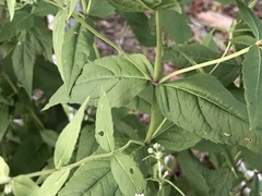 Eupatorium godfreyanum