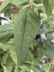 Eupatorium godfreyanum