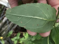 Eupatorium godfreyanum