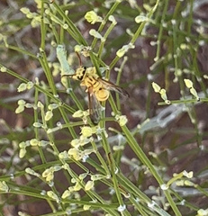 Pterocheilus pimorum