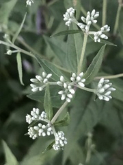 Eupatorium godfreyanum