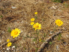 Anacyclus radiatus