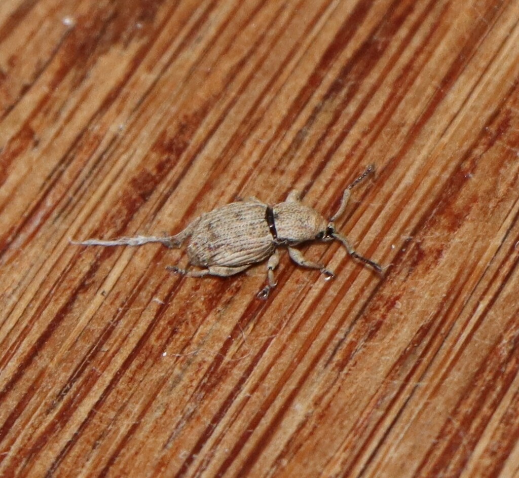 Platysimus insularis