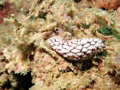 Phyllidiopsis krempfi