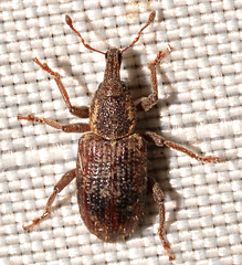 Listronotus humilis