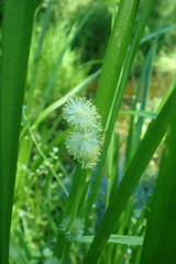 Sparganium angustifolium