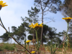 Anacyclus radiatus