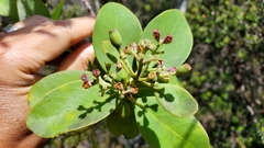 Santalum paniculatum