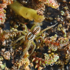 Diapontia uruguayensis
