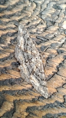 Jankowskia bituminaria