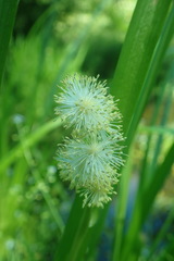 Sparganium angustifolium