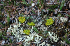 Podistera yukonensis
