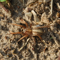 Centroctenus brevipes