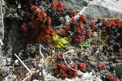 Podistera yukonensis