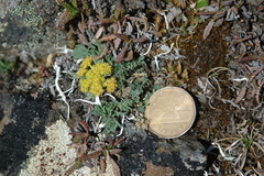 Podistera yukonensis