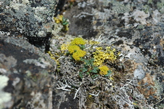 Podistera yukonensis