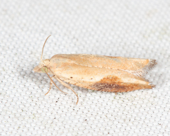 Pseudexentera costomaculana