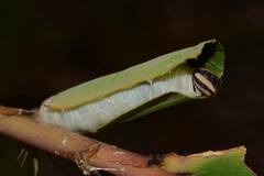 Amblyscirtes reversa