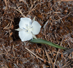 Calochortus minimus