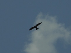 Ictinia mississippiensis