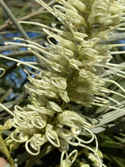 Grevillea parallela