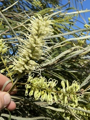 Grevillea parallela
