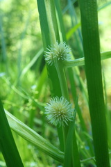Sparganium angustifolium