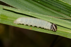 Amblyscirtes reversa