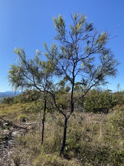 Grevillea parallela