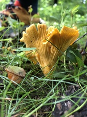 Cantharellus flavus