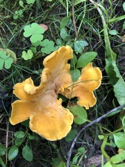 Cantharellus flavus