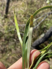 Grevillea parallela