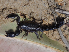 Bothriurus bonariensis