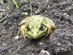 Lithobates clamitans