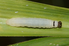 Amblyscirtes reversa