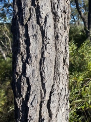 Eucalyptus cloeziana