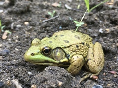 Lithobates clamitans