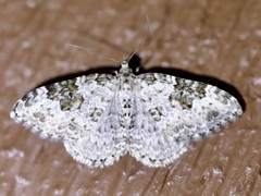Xanthorhoe iduata