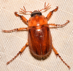 Cyclocephala borealis