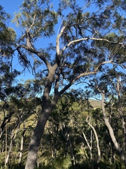 Eucalyptus cloeziana
