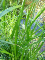 Sparganium angustifolium