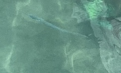 Hemiramphus bermudensis