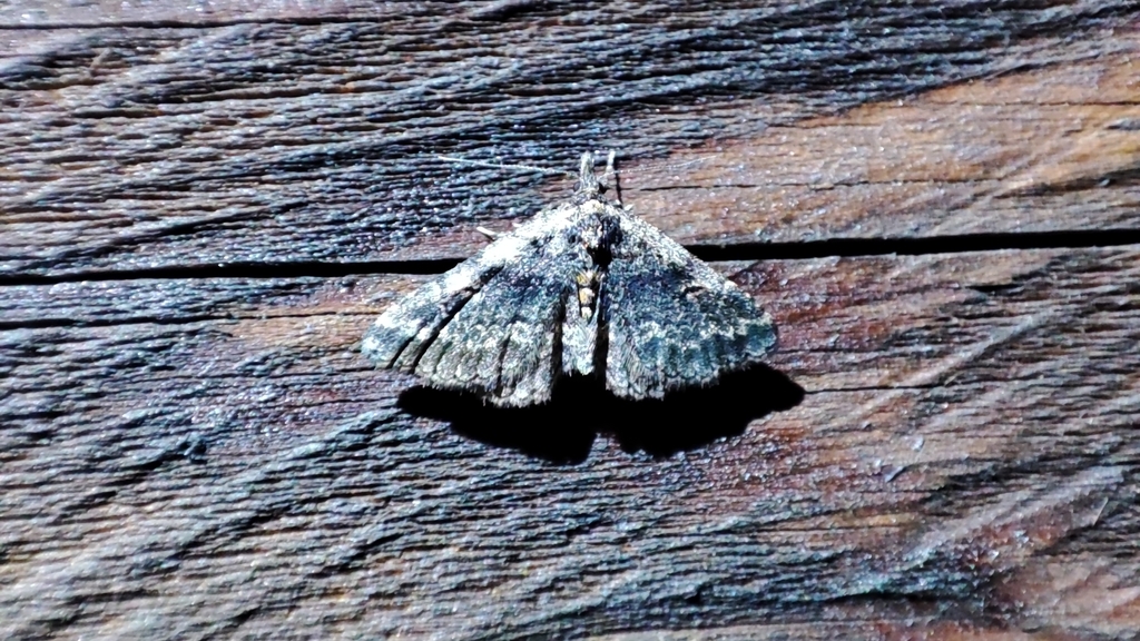 Paragona cognata