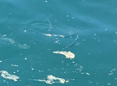 Hemiramphus bermudensis